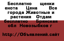 Бесплатно !!! щенки енота!! › Цена ­ 1 - Все города Животные и растения » Отдам бесплатно   . Брянская обл.,Новозыбков г.